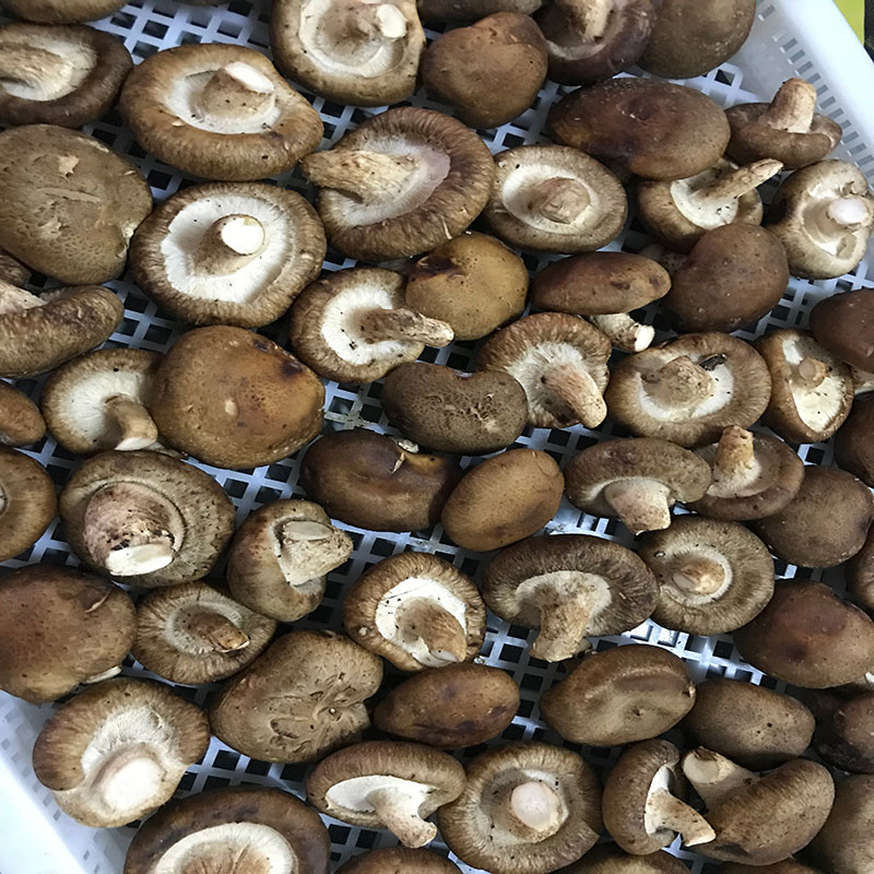 湖北省京山縣的菇農代表選用91麻豆人妻春色影视91麻豆人妻春色影视食用菌烘幹機模塊即香菇烘幹機